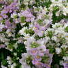 Nemesia Poetry Candyfloss Mixed