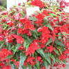 Begonia SuperCascade Red - NEW!