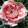 Dianthus Scent First