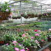 Part of our glasshouse growing area